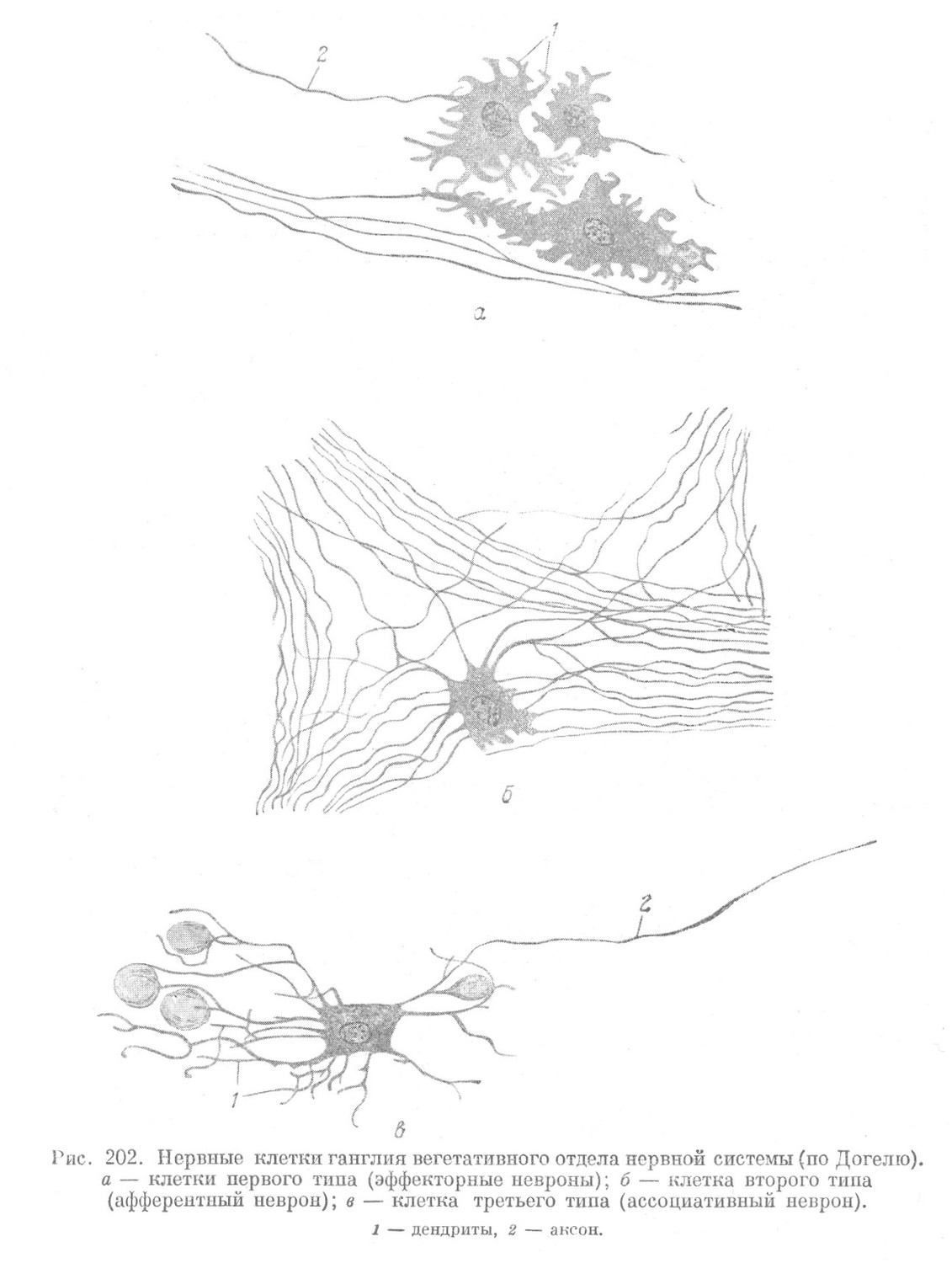 Нервные клетки ганглия вегетативного отдела нервной системы 