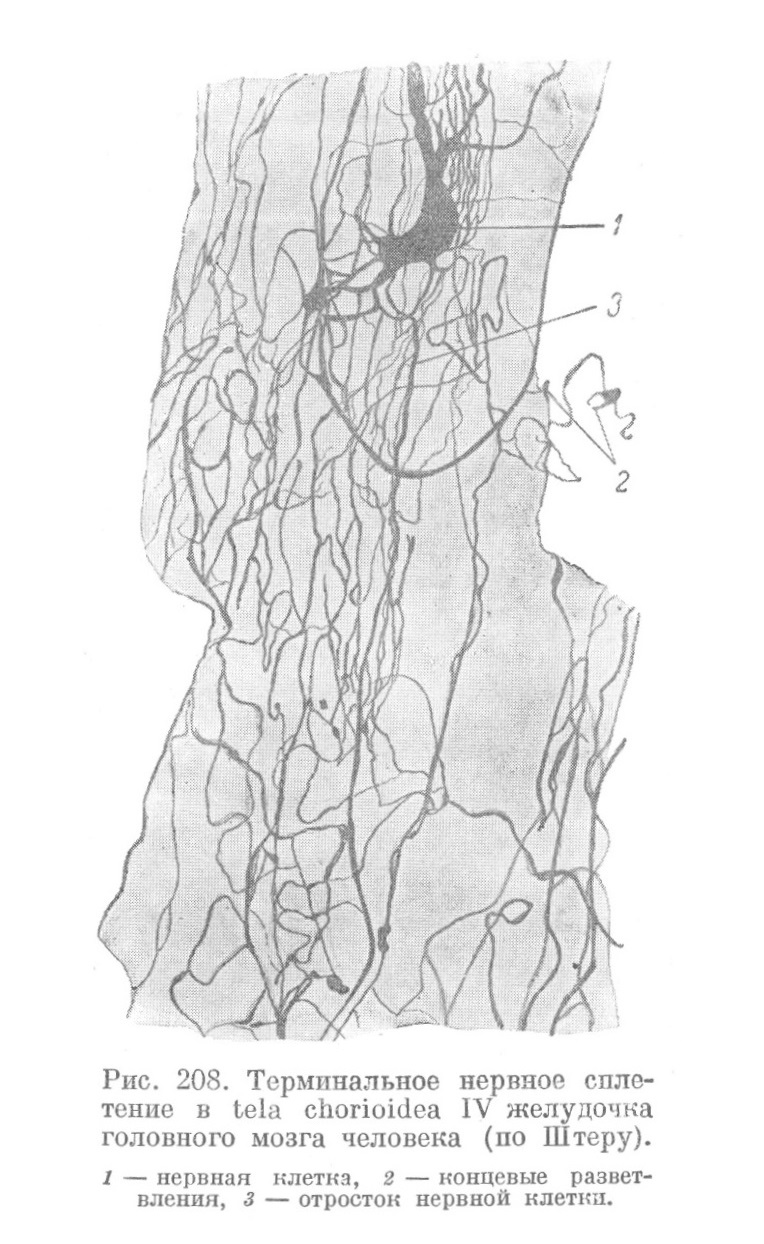 Терминальное нервное сплетение в tela chorioidea IV желудочка головного мозга человека (по Штеру).