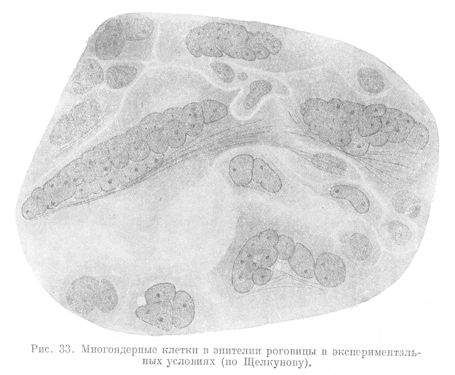Многоядериые клетки в эпителии роговицы в экспериментальных условиях (по Щелкунову).