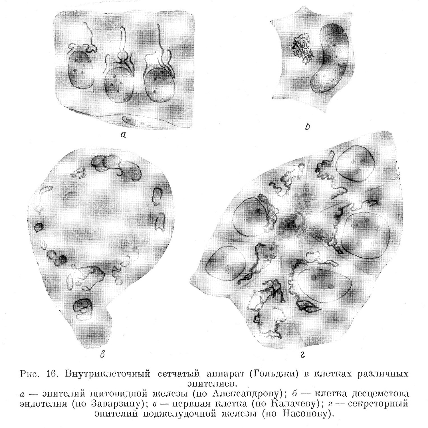 Внутриклеточный сетчатый аппарат (Гольджи) в клетках различных эпителиев.