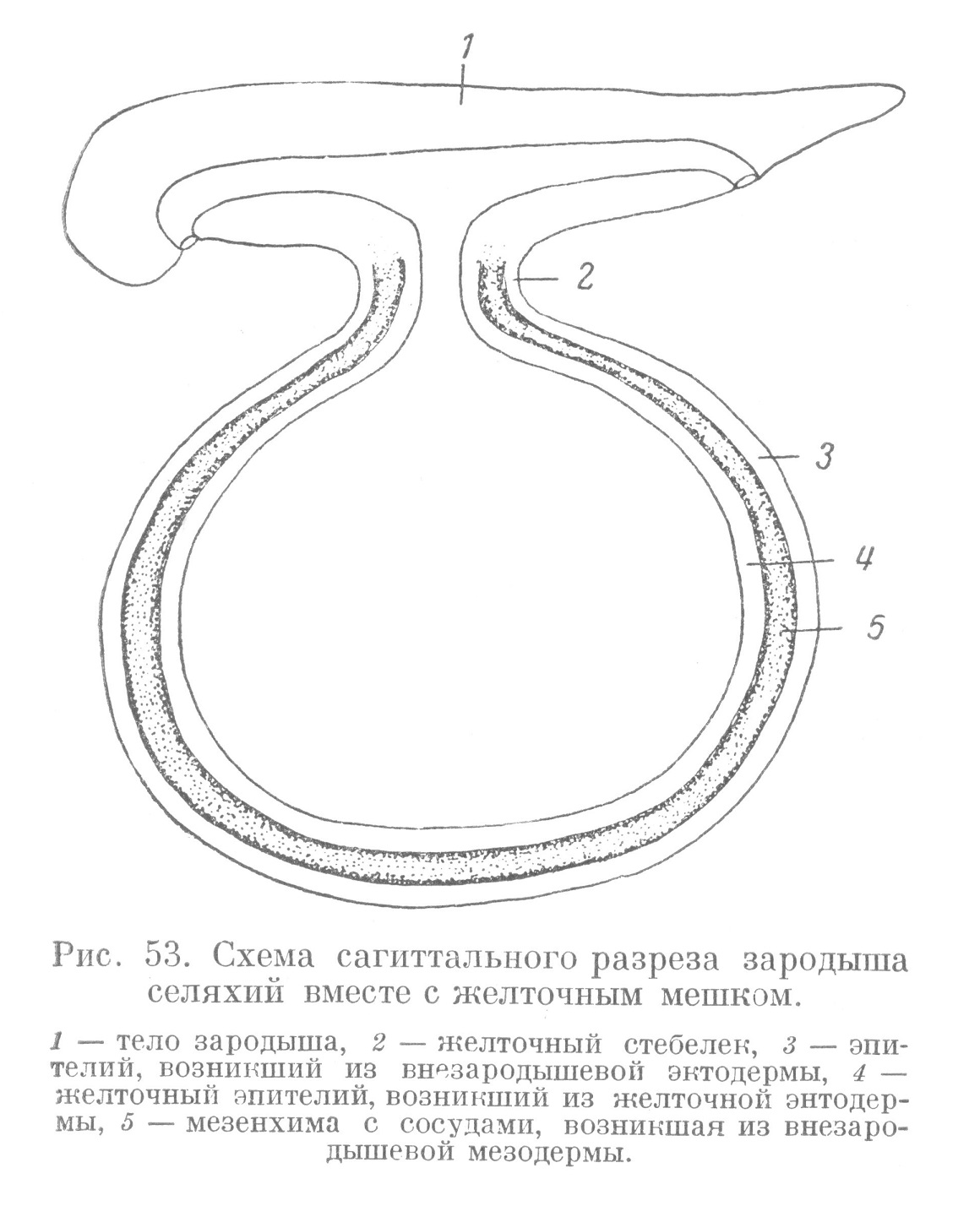 Схема сагиттального разреза зародыша селяхий вместе с желточным мешком