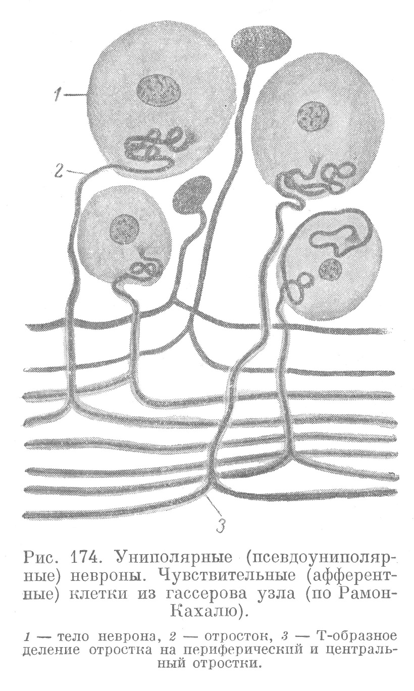 Униполярные (псевдоуниполярные) невроны. Чувствительные (афферентные) клетки из гассерова узла (по Рамон-Кахалю).