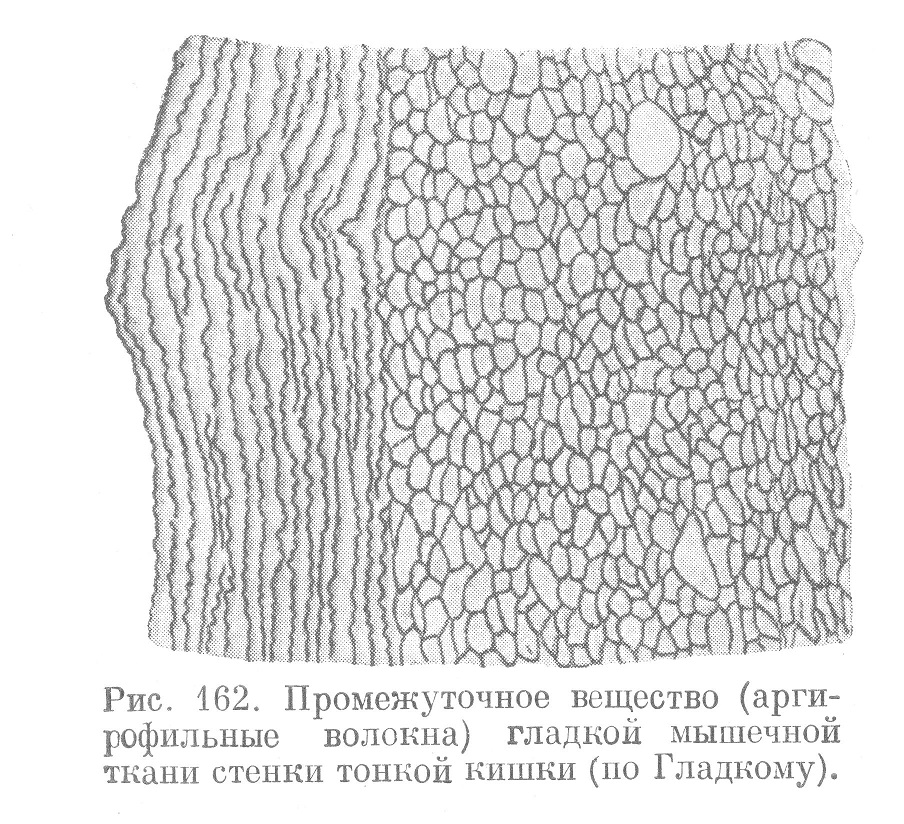 Промежуточное вещество, (аргирофильные волокна) гладкой мышечной ткани стенки тонкой кишки (по Гладкому).