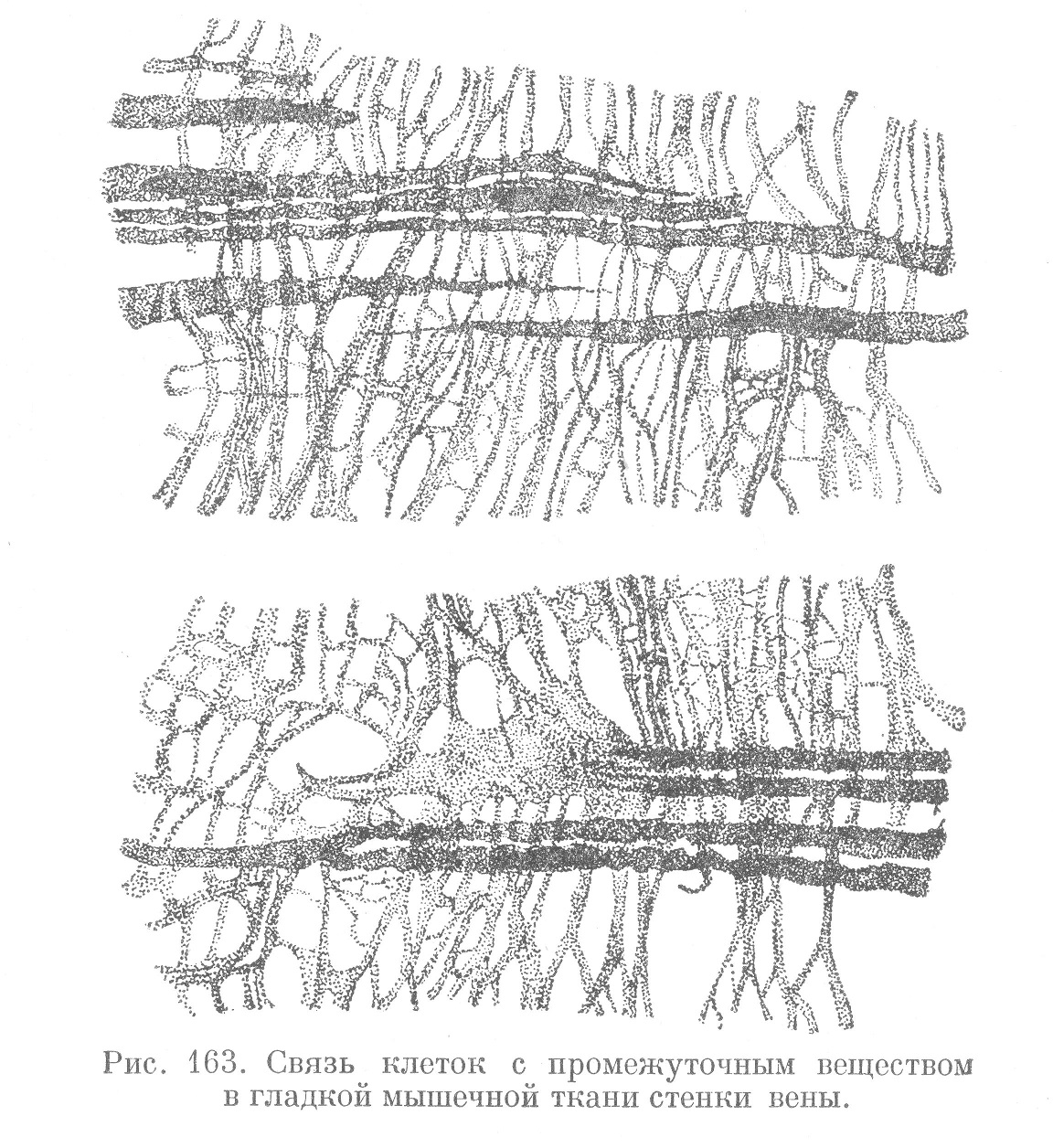 Связь клеток с промежуточным веществом в гладкой мышечной ткани стенке вены