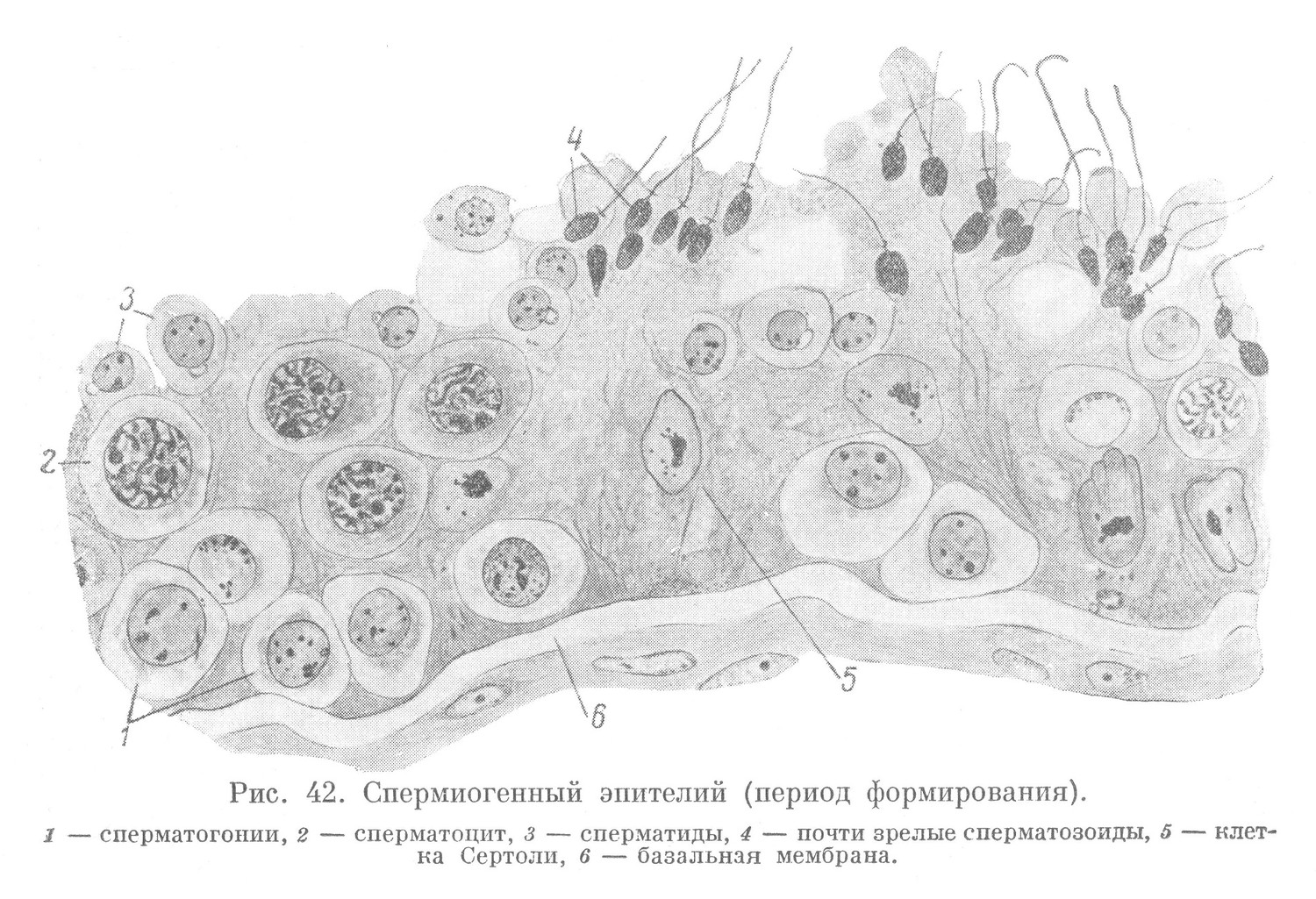 Спермиогенный эпителий (период формирования).