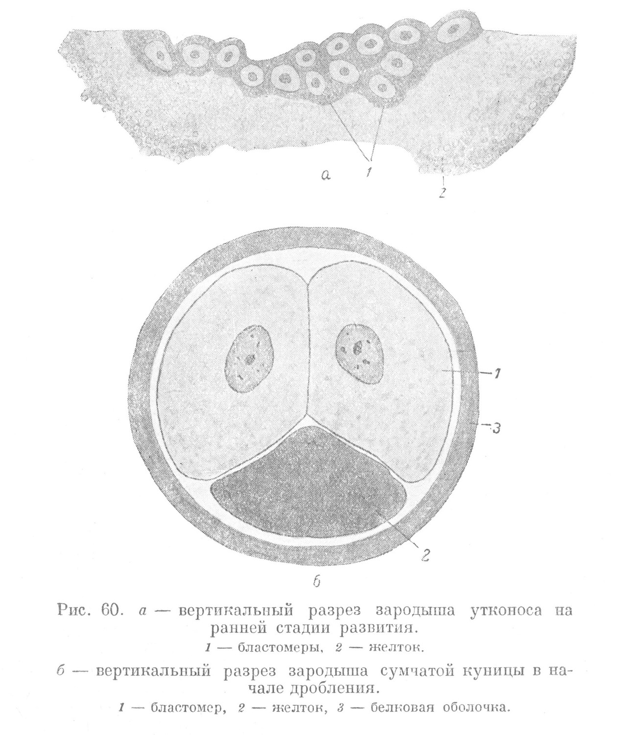 вертикальный разрез зародыша утконоса на ранней стадии развития.