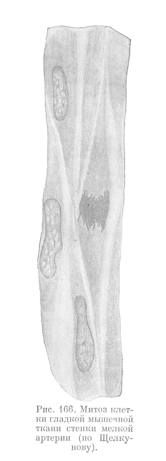 Митоз клетки гладкой мышечной ткани стенки мелкой артерии