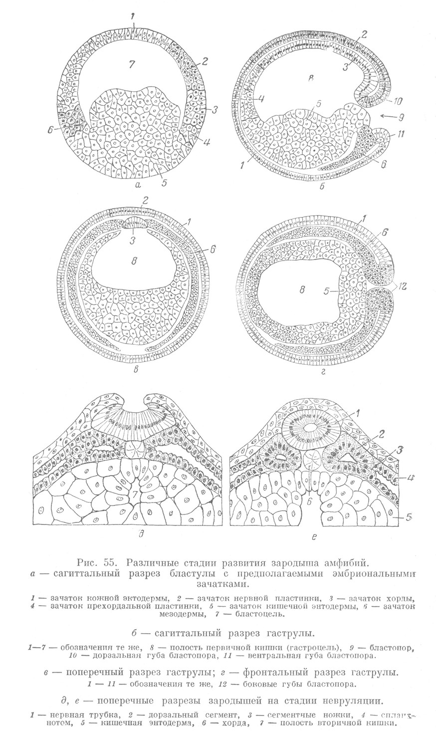 Различные стадии развития зародыша амфибий