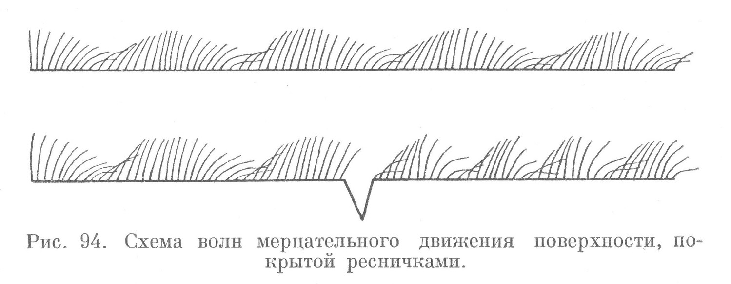 Схема волн мерцательного движения поверхности, покрытой ресничками.