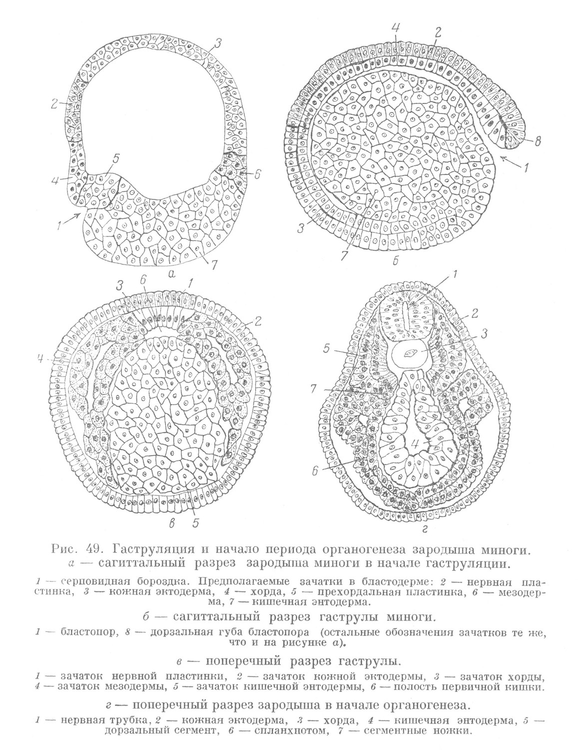 Гаструляция и начало периода органогенеза зародыша миноги