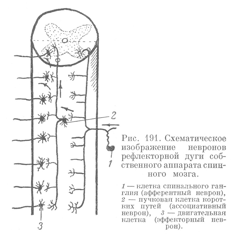 Схематическое изображение невронов рефлекторной дуги собственного аппарата спинного мозга.