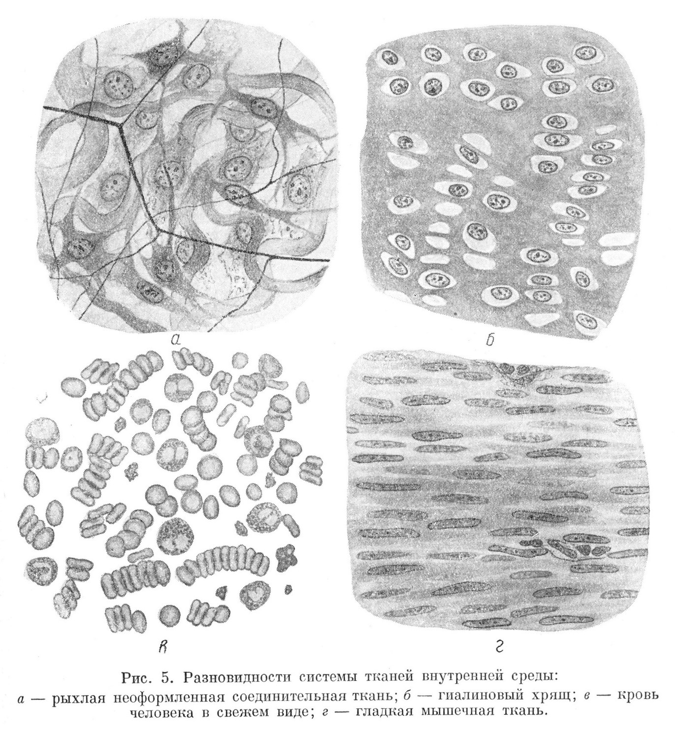 Разновидности системы тканей внутренней среды