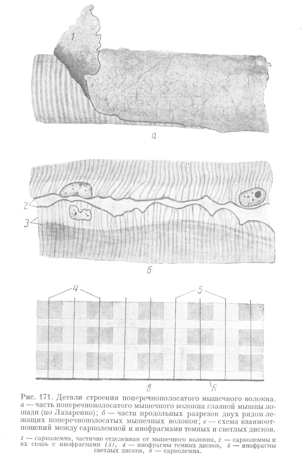 Детали строения поперечнополосатого мышечного волокна. 