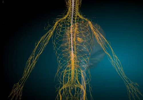 Определение нервной системы  по И. П. Павлову