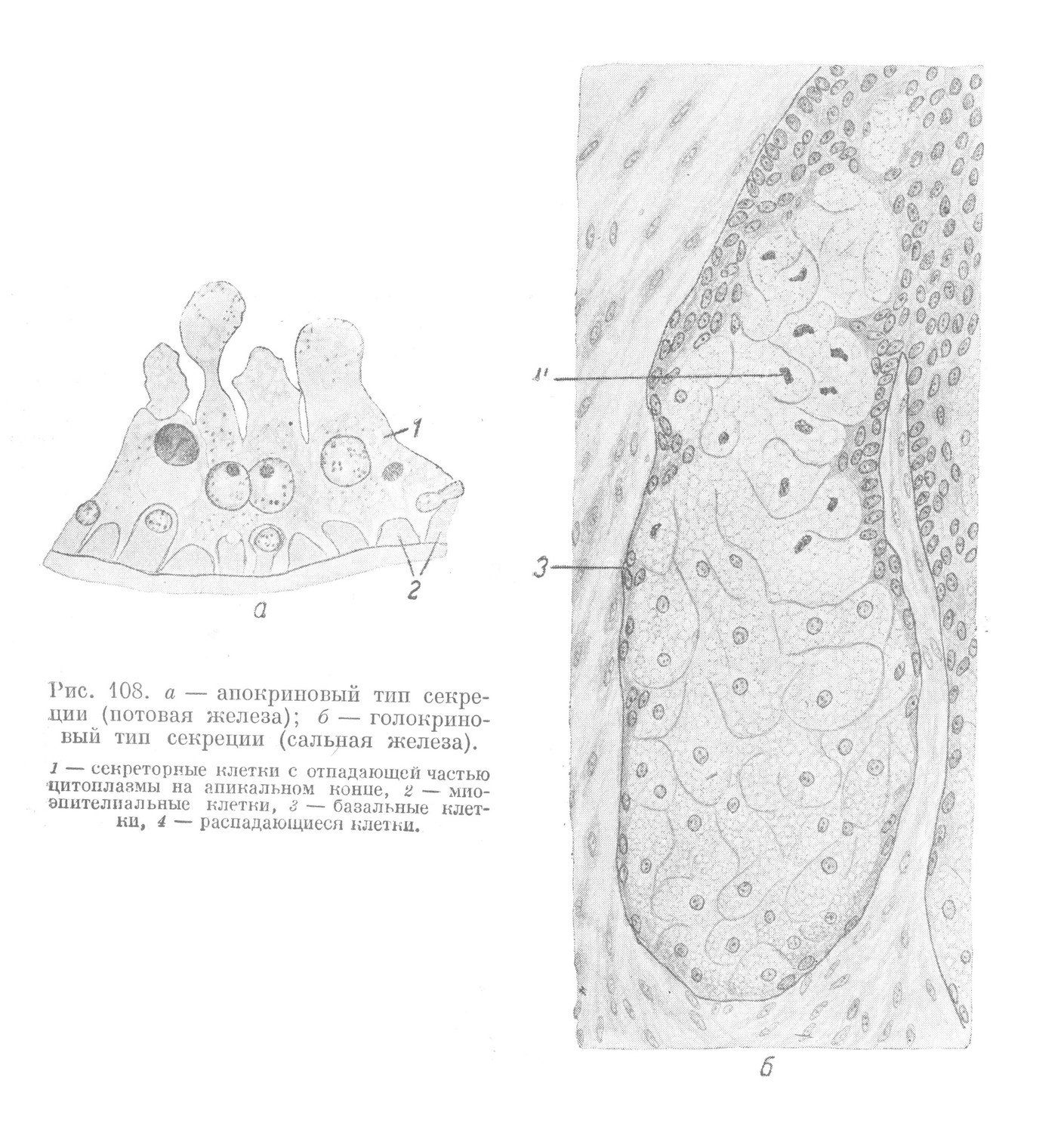 апокриновый тип секреции (потовая железа); голокриновый тип секреции (сальная железа).