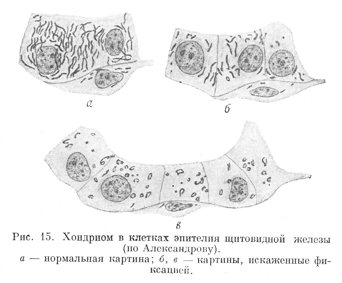 Хондриом в клетках эпителия щитовидной железы (но Александрову).