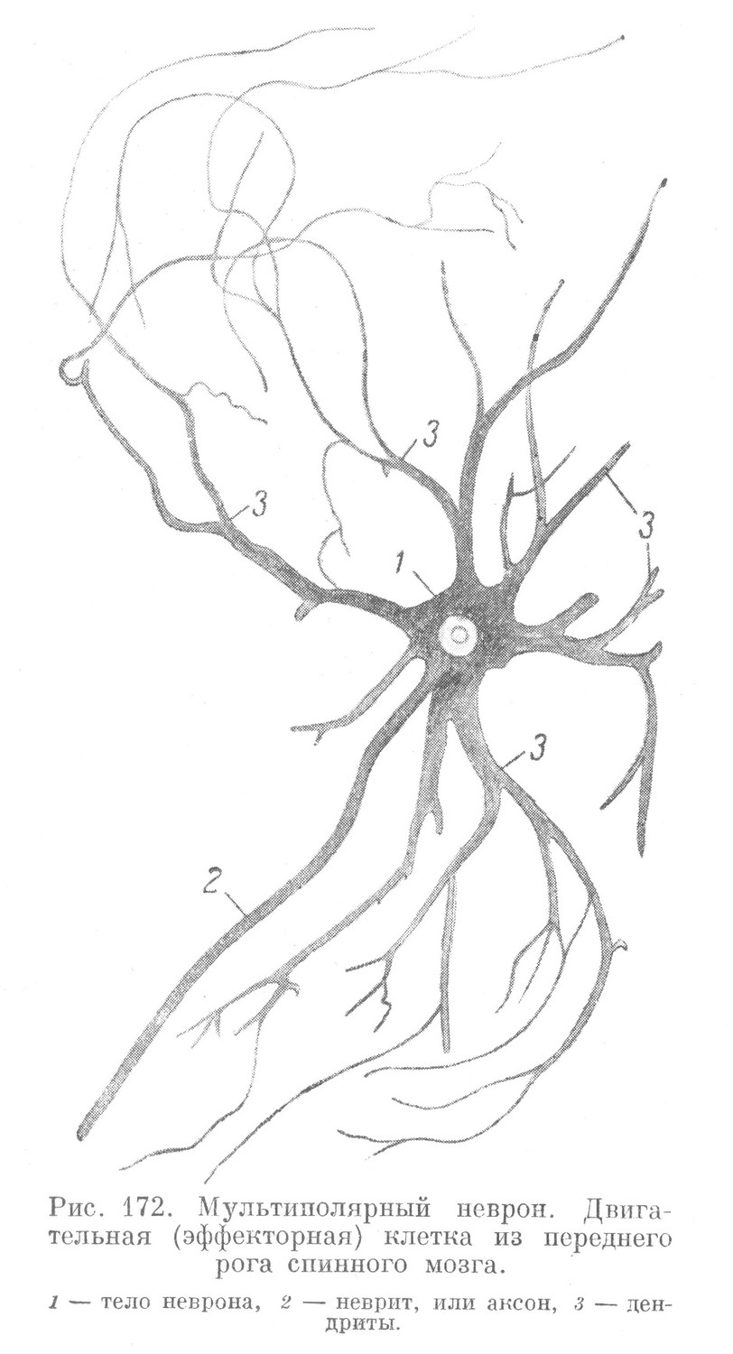 Мультиполярный неврон. Двигательная (эффекторная) клетка из переднего рога спинного мозга.