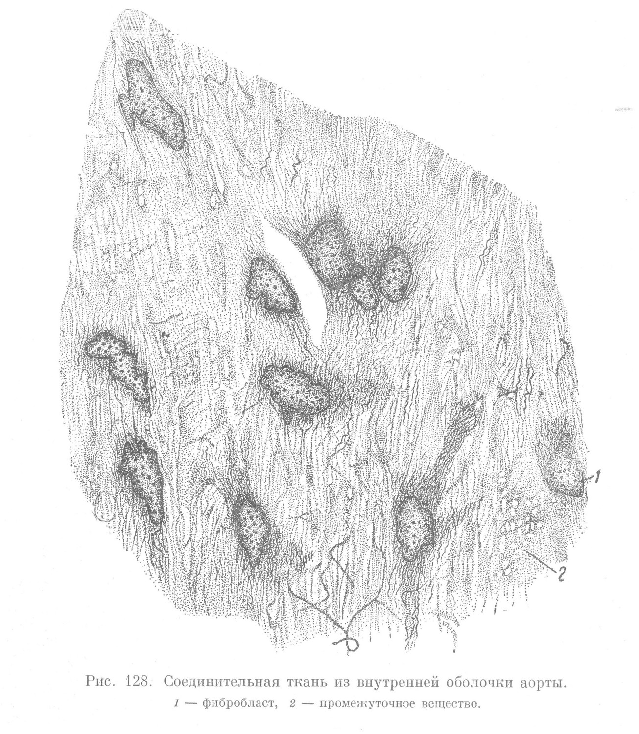 Соединительная ткань из внутренней оболочки аорты. 