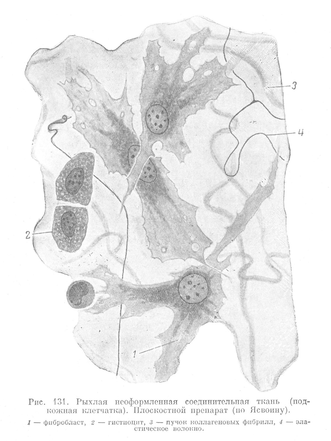 Рыхлая неоформленная соединительная ткань (подкожная клетчатка). 