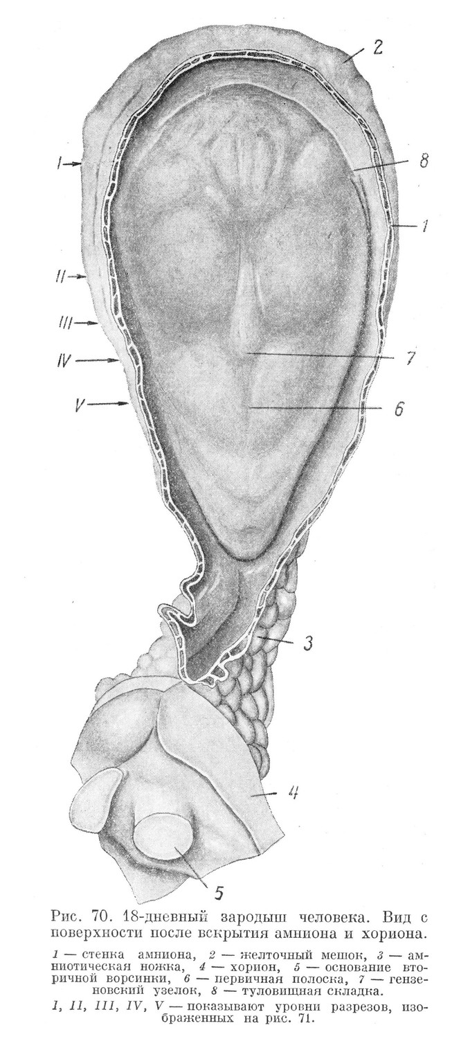 18 дневный зародыш человека. Вид с поверхности после вскрытия амниона и хориона