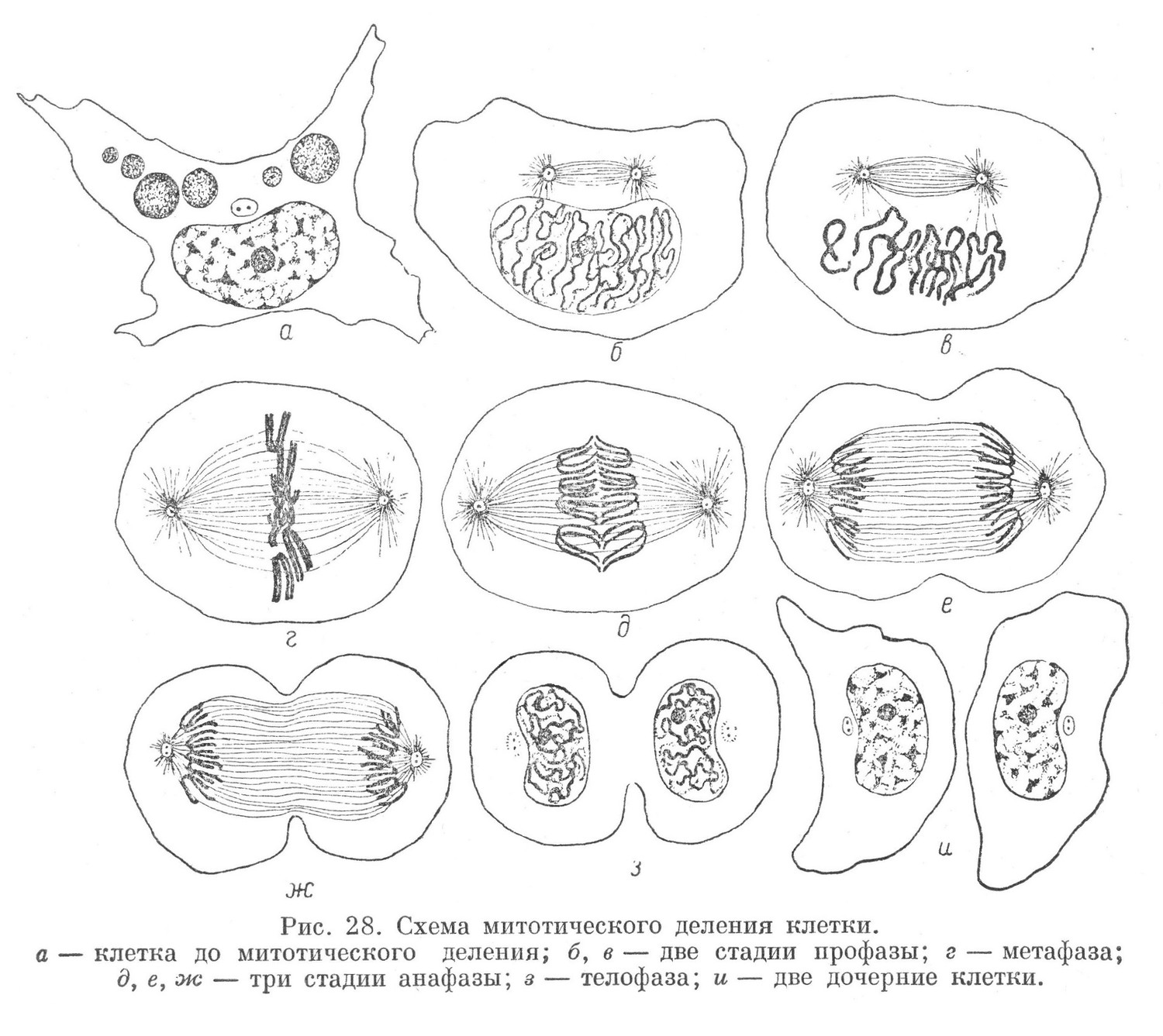 Схема митотического деления клетки