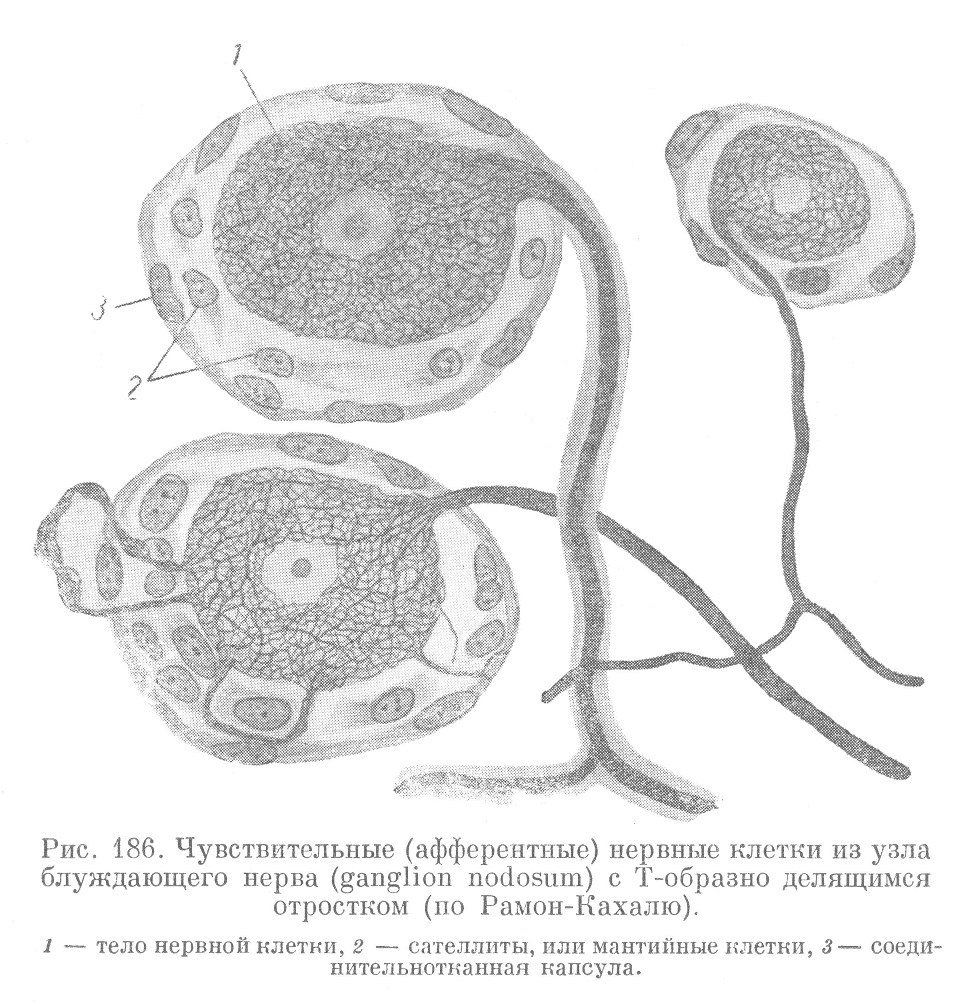 Чувствительные (афферентные) нервные клетки из узла блуждающего нерва (ganglion nodosum) с Т-образно делящимся отростком (по Рамон-Кахалю).