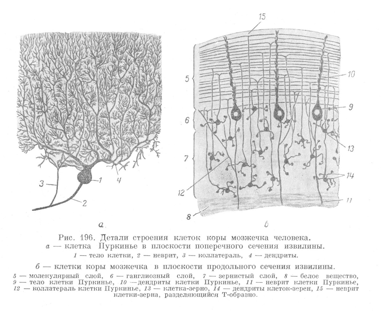 Детали строения клеток коры мозжечка человека