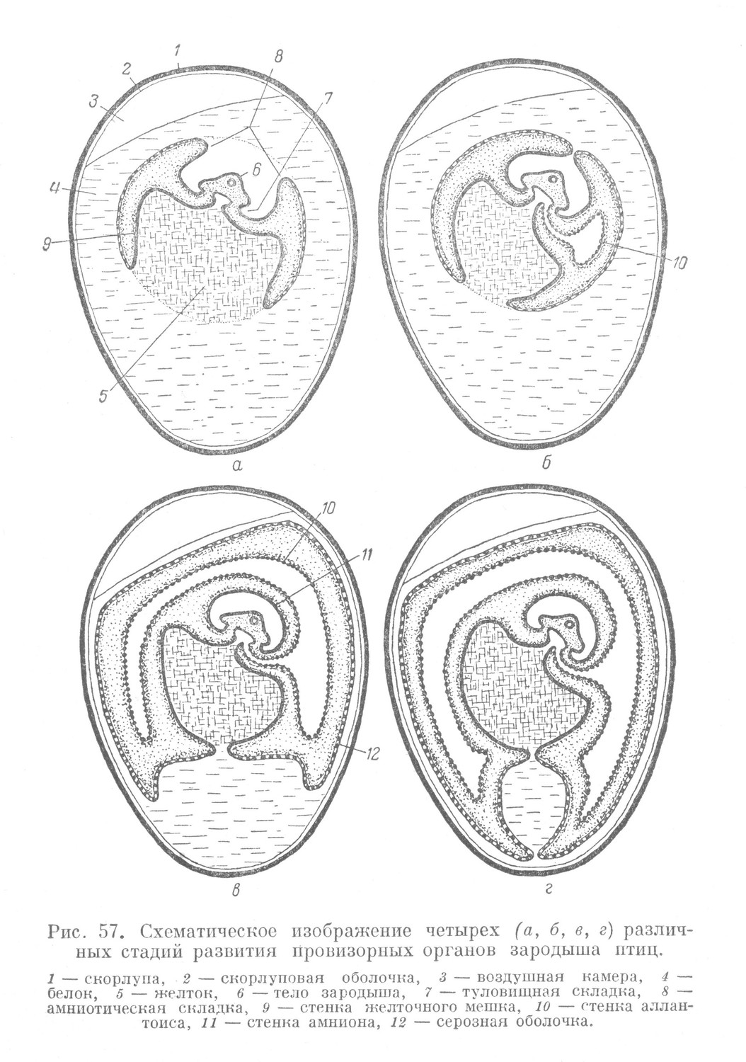 Схематическое изображение четырех различных стадий развития провизорных органов зародыша птиц
