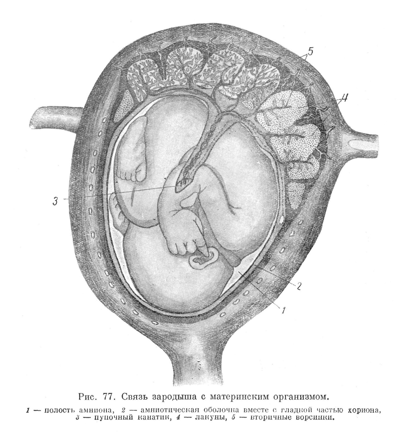 Связь зародыша с материнским организмом