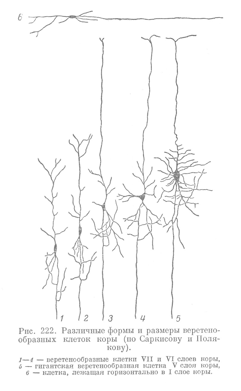 Различные формы и размеры веретенообразных клеток коры (по Саркисову и Полякову).