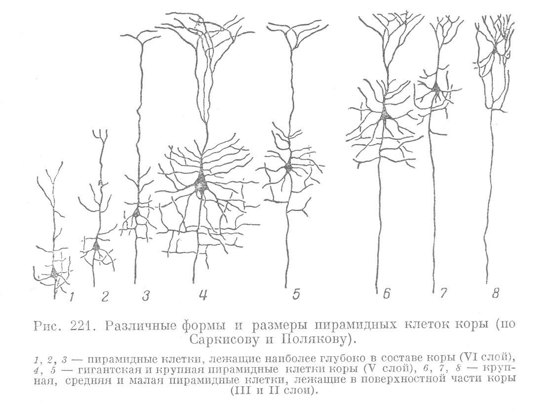 Различные формы и размеры пирамидных клеток коры (по Саркисову и Полякову).