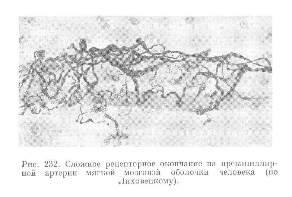 Сложное рецепторное окончание на прекапиллярной артерии мягкой мозговой оболочки человека (по Ляховецкому).
