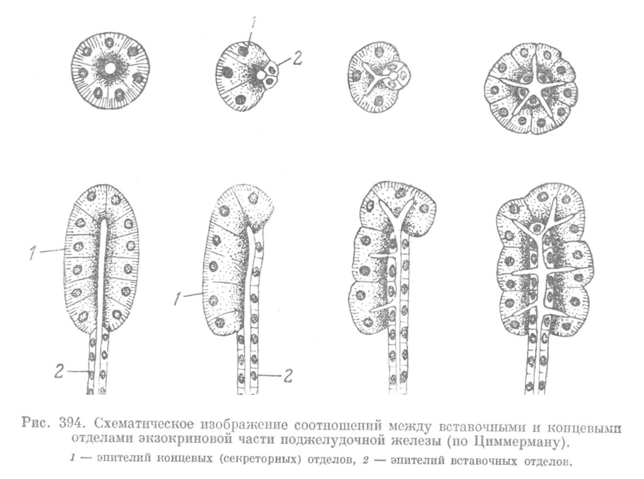 Схематическое изображение соотношений между вставочными и концевыми отделами экзокриновой части поджелудочной железы (по Циммерману).