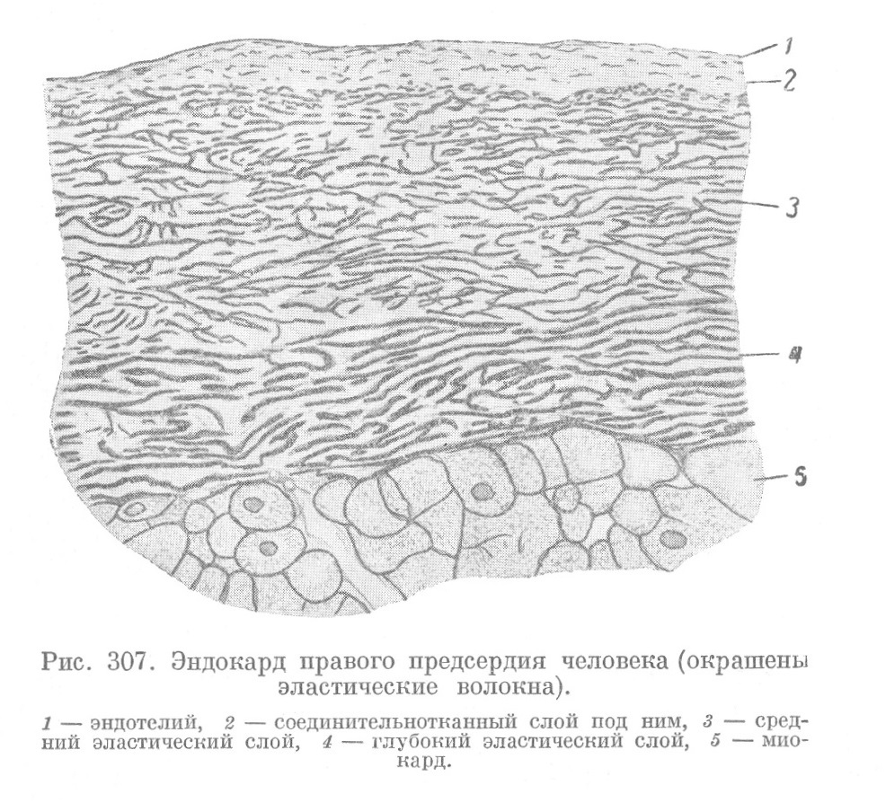 Эндокард правого предсердия человека (окрашены эластические волокна).