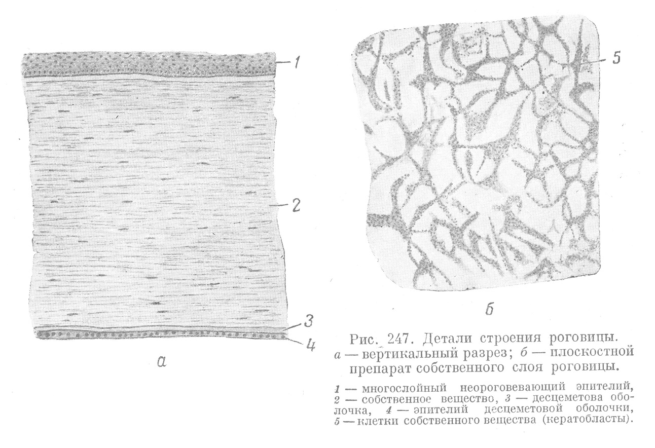 Детали строения роговицы. а — вертикальный разрез; б — плоскостной препарат собственного слоя роговицы.