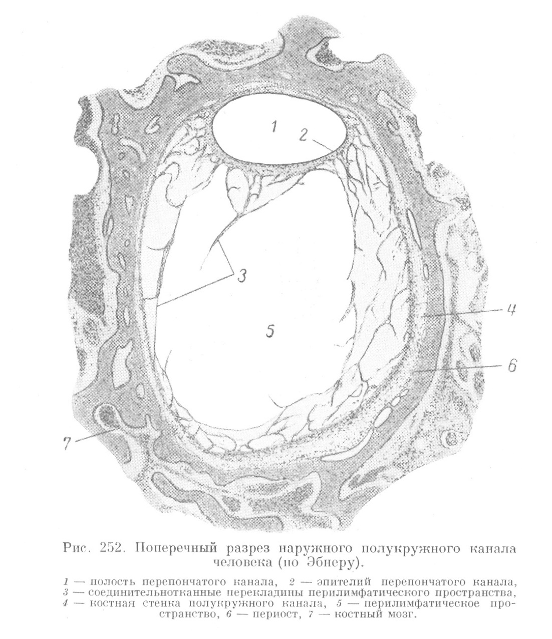 Полукружные каналы, ампулы и пузырьки (utriculus и sacculus)