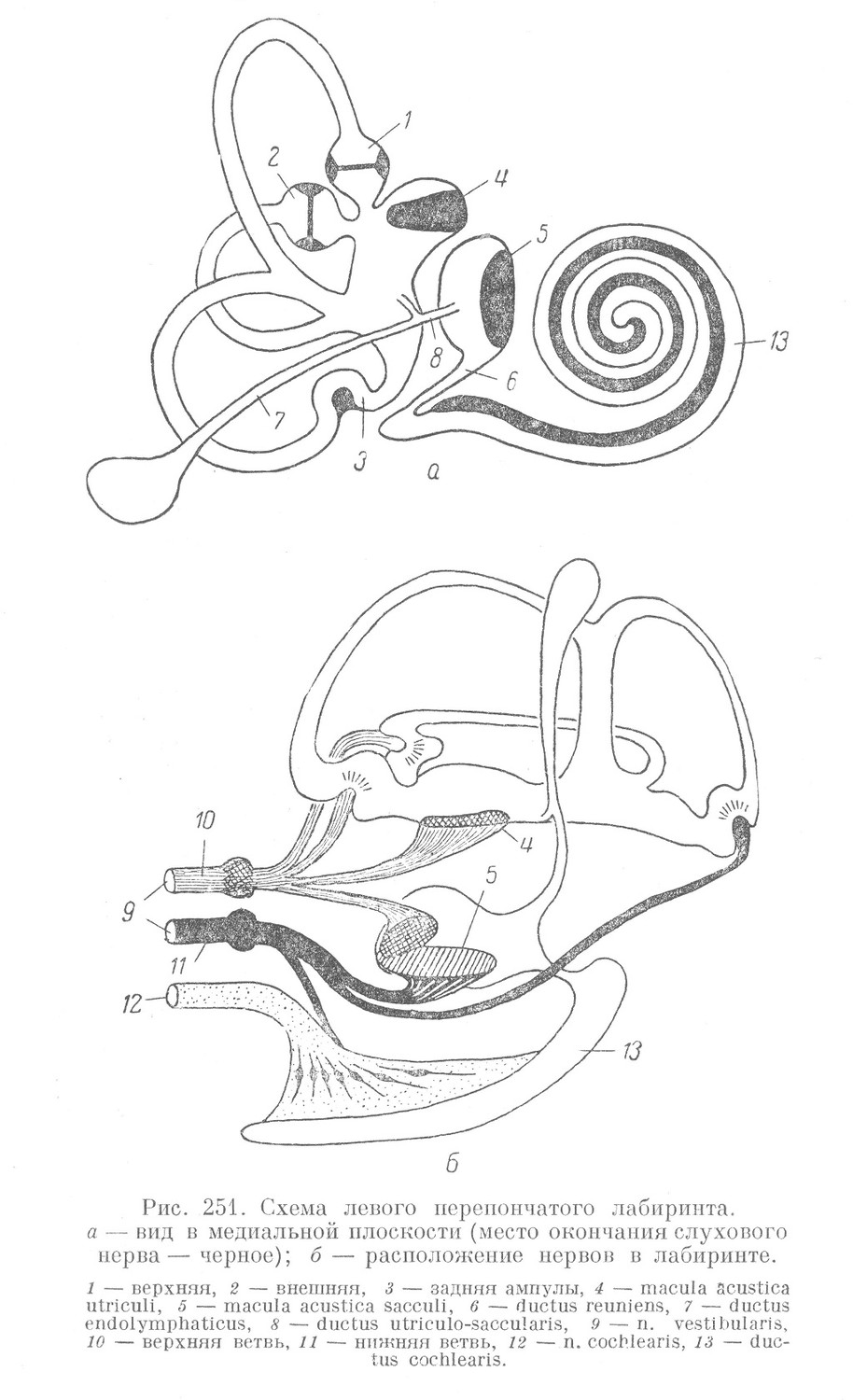 Схема левого перепончатого лабиринта. а — вид в медиальной плоскости (место окончания слухового нерва—черное); б — расположение нервов в лабиринте.