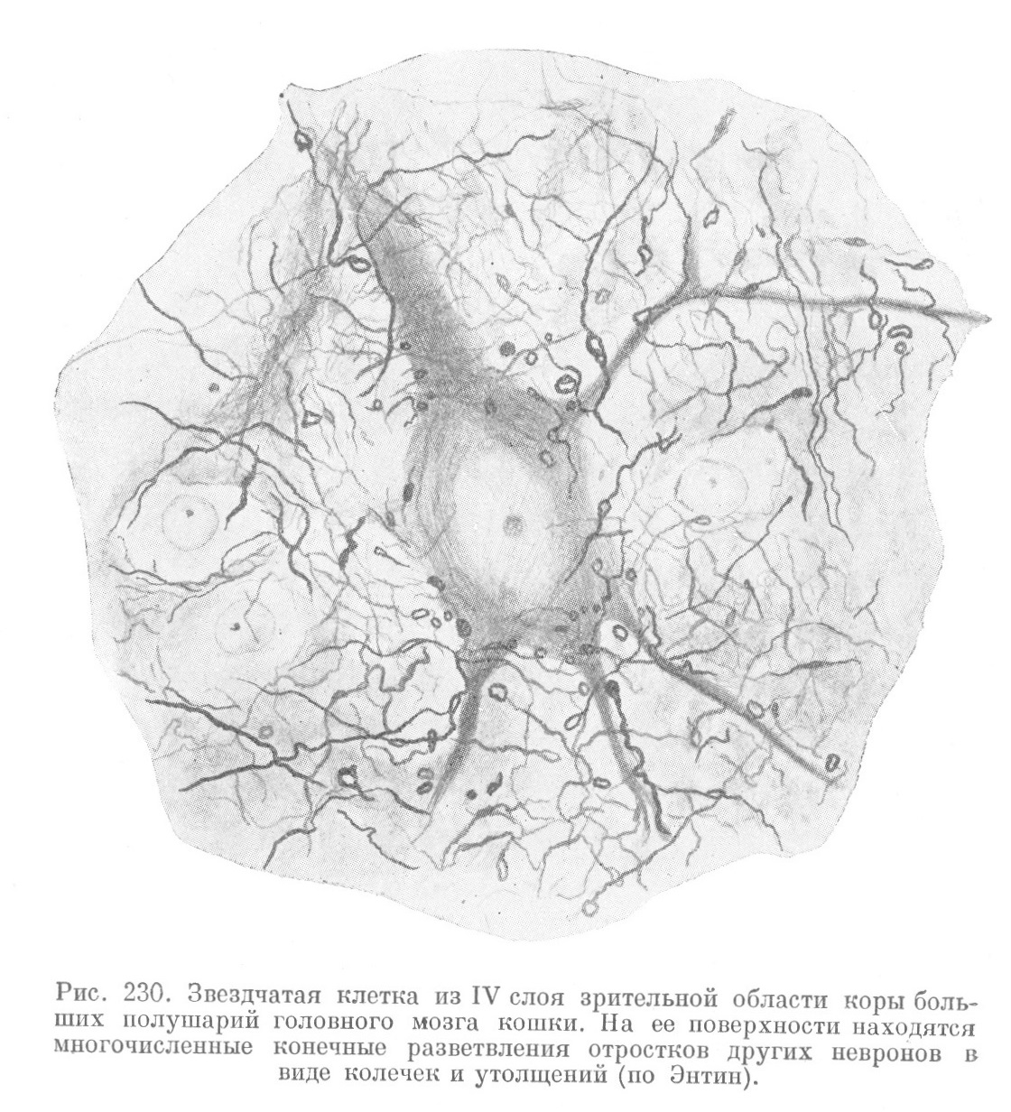 Звездчатая клетка из IV слоя зрительной области коры больших полушарий головного мозга кошки. На ее поверхности находятся многочисленные конечные разветвления отростков других невронов в виде колечек и утолщений (по Энтин).