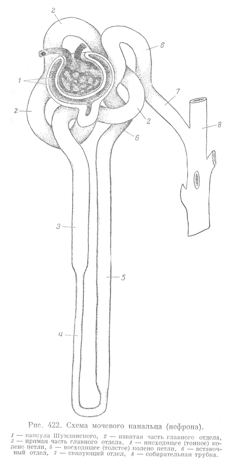 Схема мочевого канальца (нефрона).