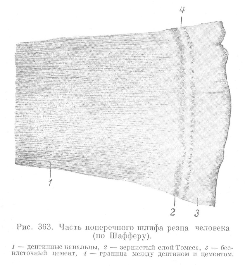 Часть поперечного шлифа резца человека (по Шафферу).