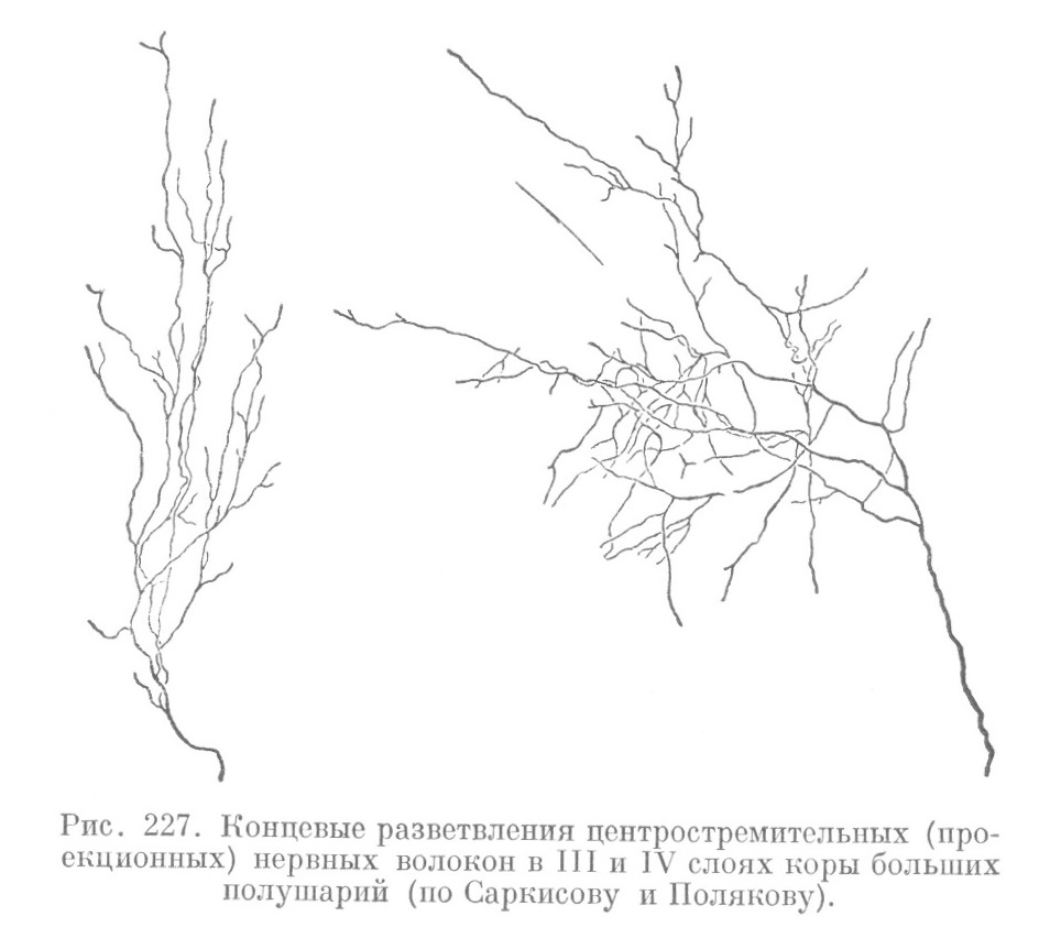 Концевые разветвления центростремительных (проекционных) нервных волокон в III и IV слоях коры больших полушарий (по Саркисову и Полякову).