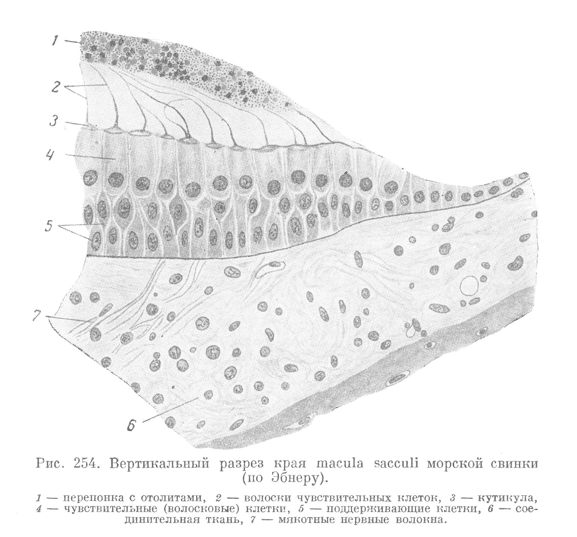 . Вертикальный разрез края macula sacculi морской свинки