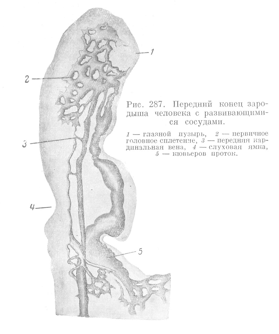 Передний конец зародыша человека с развивающимися сосудами.