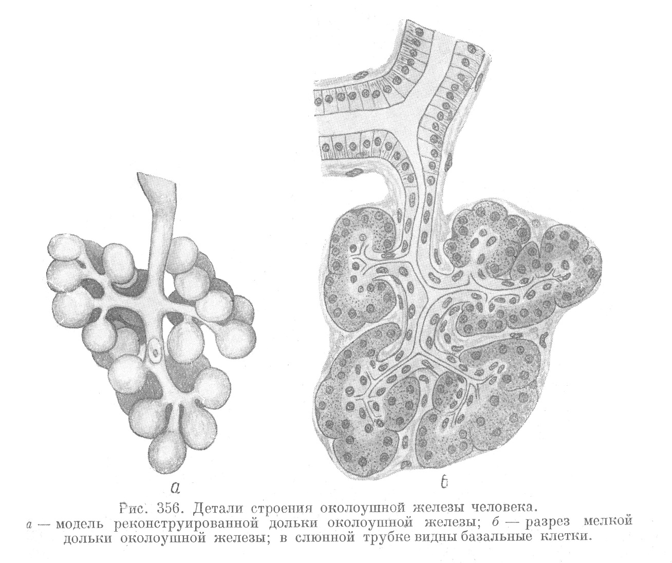 Детали строения околоушной железы человека