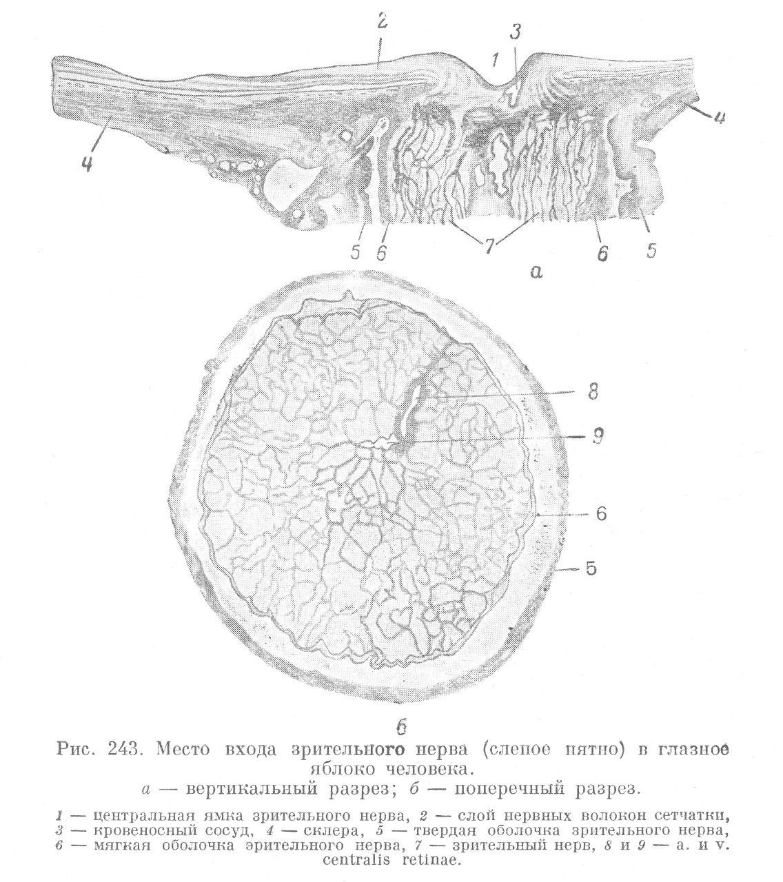 Место входа зрительного нерва (слепое пятно) в глазное яблоко человека.