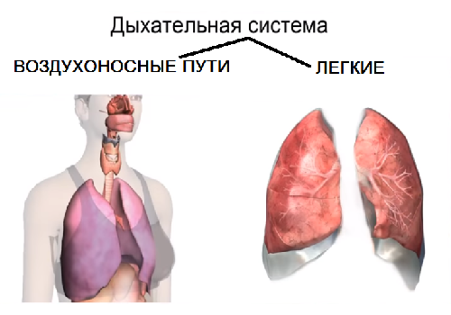 Дыхательные органы
