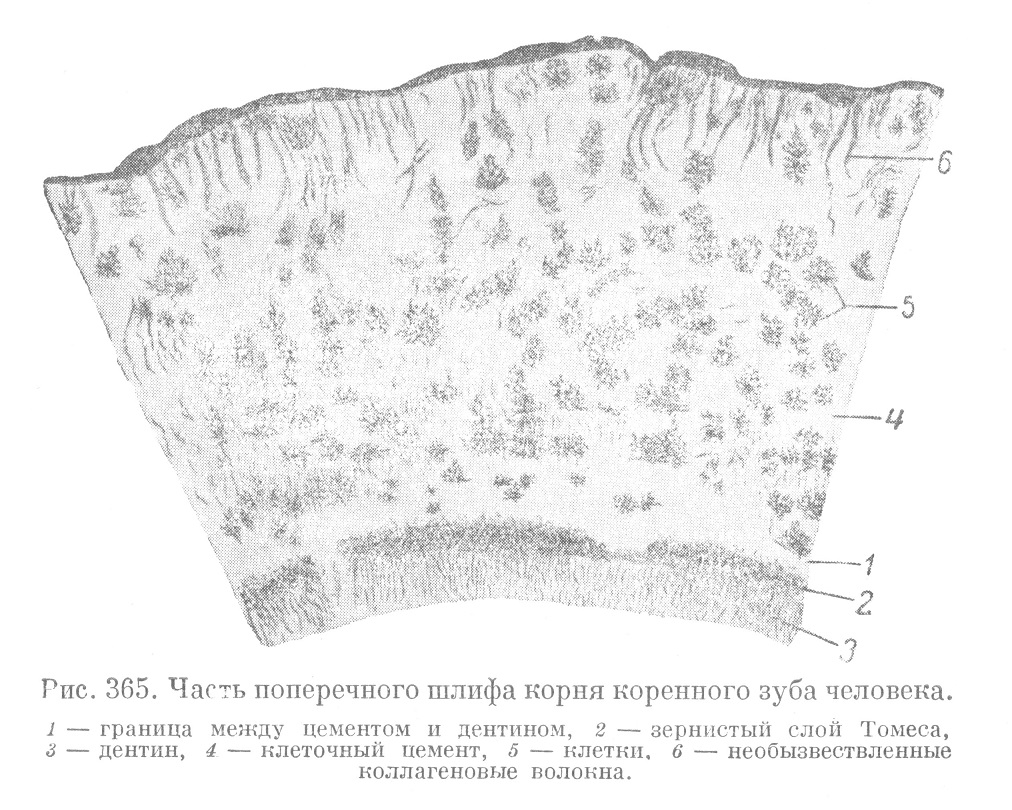Часть поперечного шлифта корня коренного зуба человека