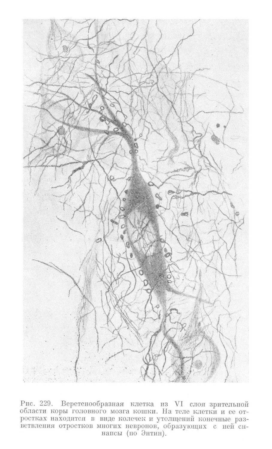 Веретенообразная клетка из VI слоя зрительной области коры головного мозга кошки. На теле клетки и ее отростках находятся в виде колечек и утолщений конечные разветвления отростков многих невронов, образующих с ней синапсы (по Энтин).