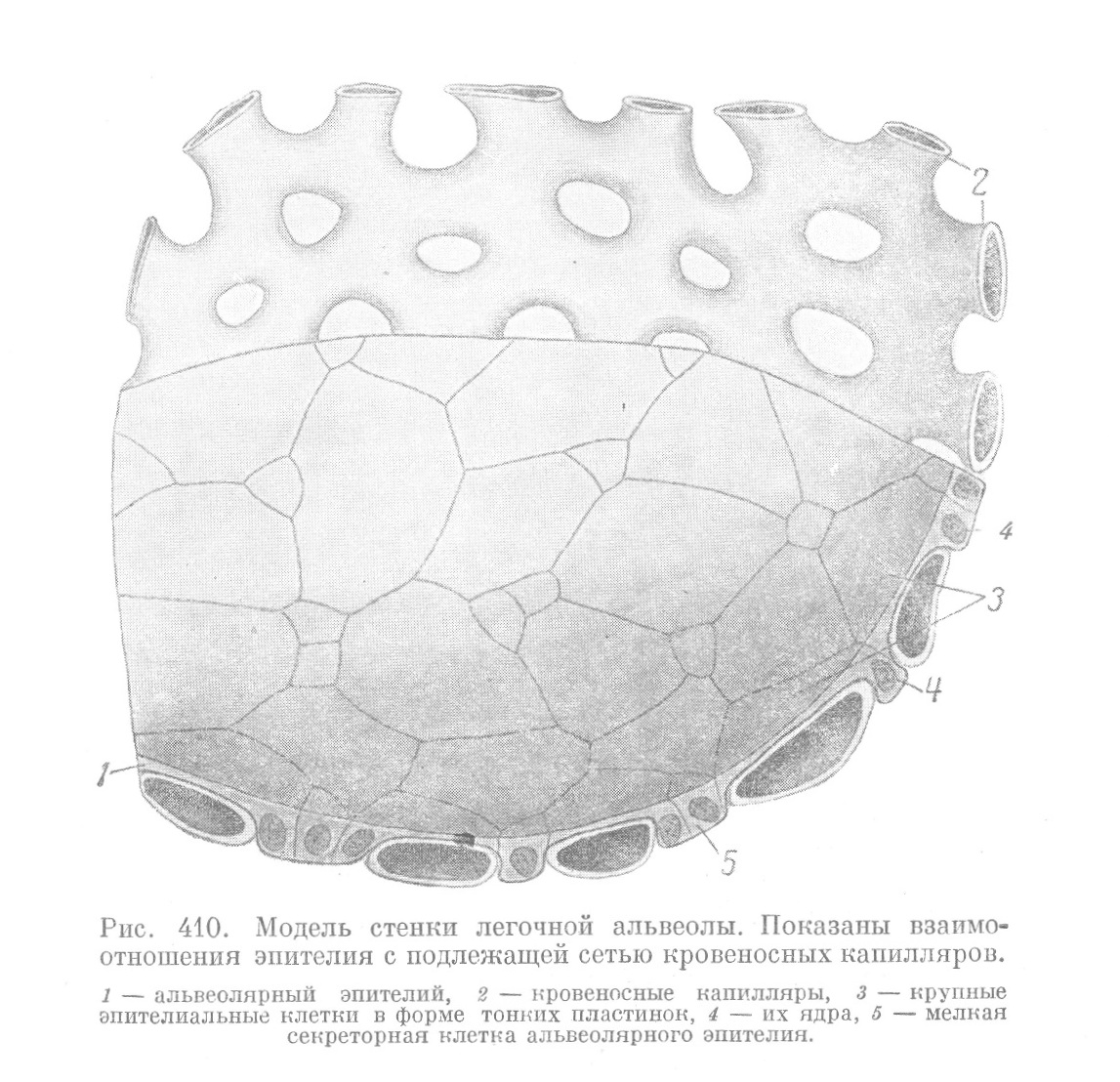 Модель стенки легочной альвеолы. Показаны взаимоотношения эпителия с подлежащей сетью кровеносных капилляров