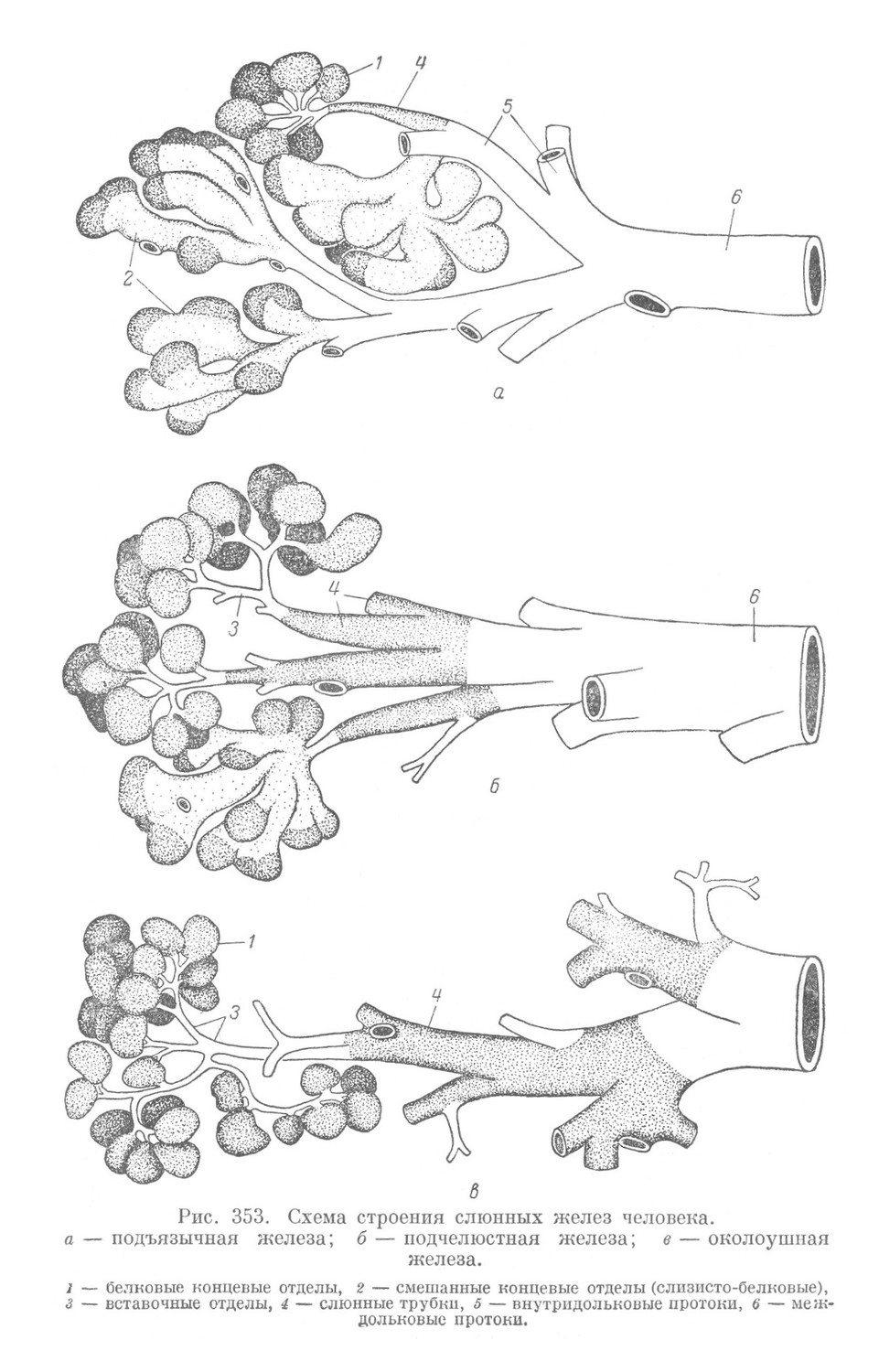 Схема строения слюнных желез человека
